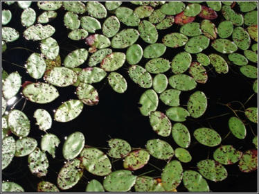 Lake Moniz Lillies